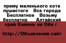 приму маленького кота пушистого - Все города Бесплатное » Возьму бесплатно   . Алтайский край,Камень-на-Оби г.